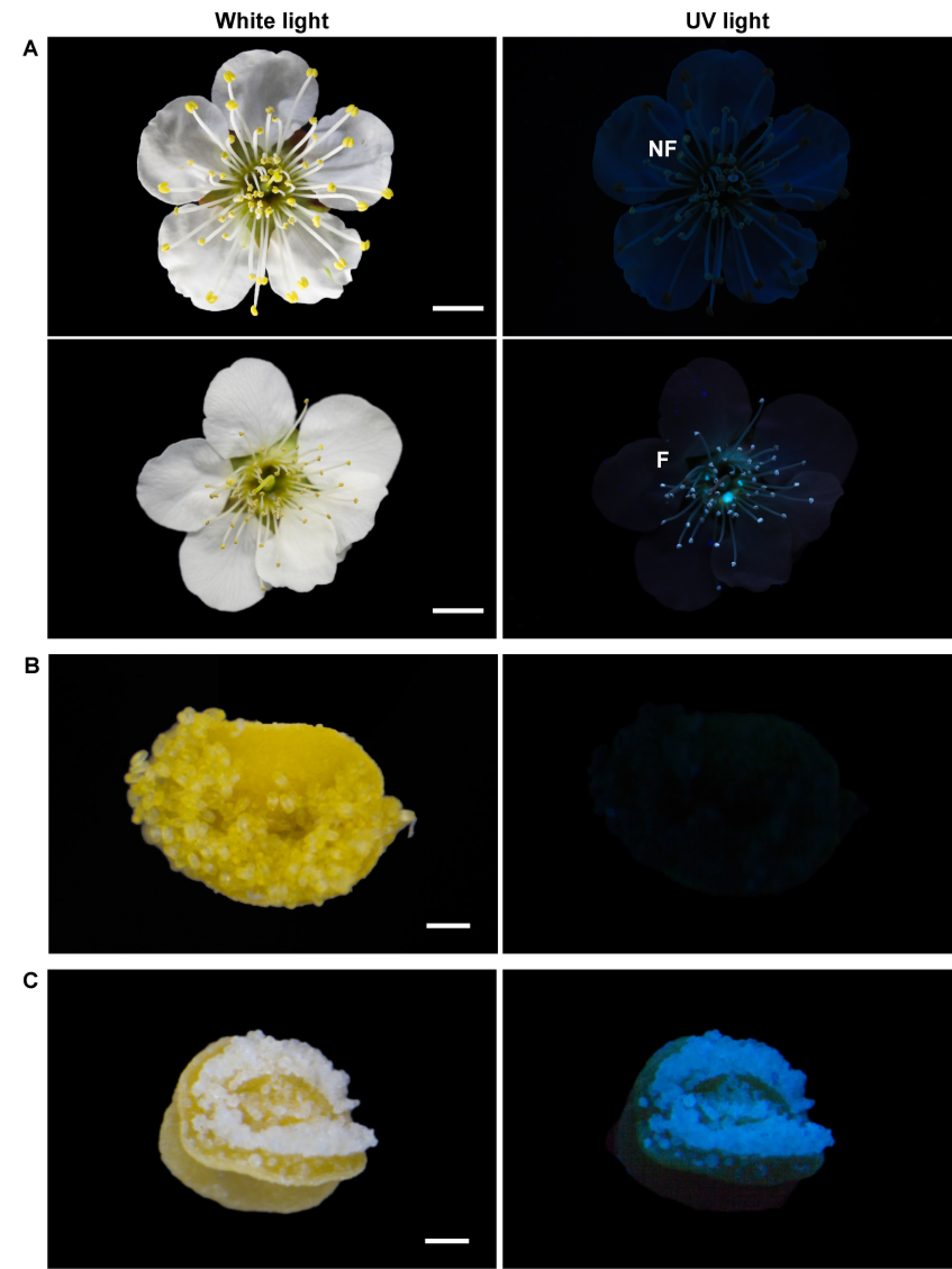 Figure 1. Photographs of the two types of flowers of Prunus mume ‘Nanko’ under white light (left) and UV light (365 nm; right). (A) Flowers with anthers bearing non-fluorescent pollen (NF; upper) and those bearing fluorescent pollen (F; lower). Dehisced anthers with (B) non-fluorescent and (C) fluorescent pollen. Scale bars: (A) 1 cm; (B, C) 100 µm.