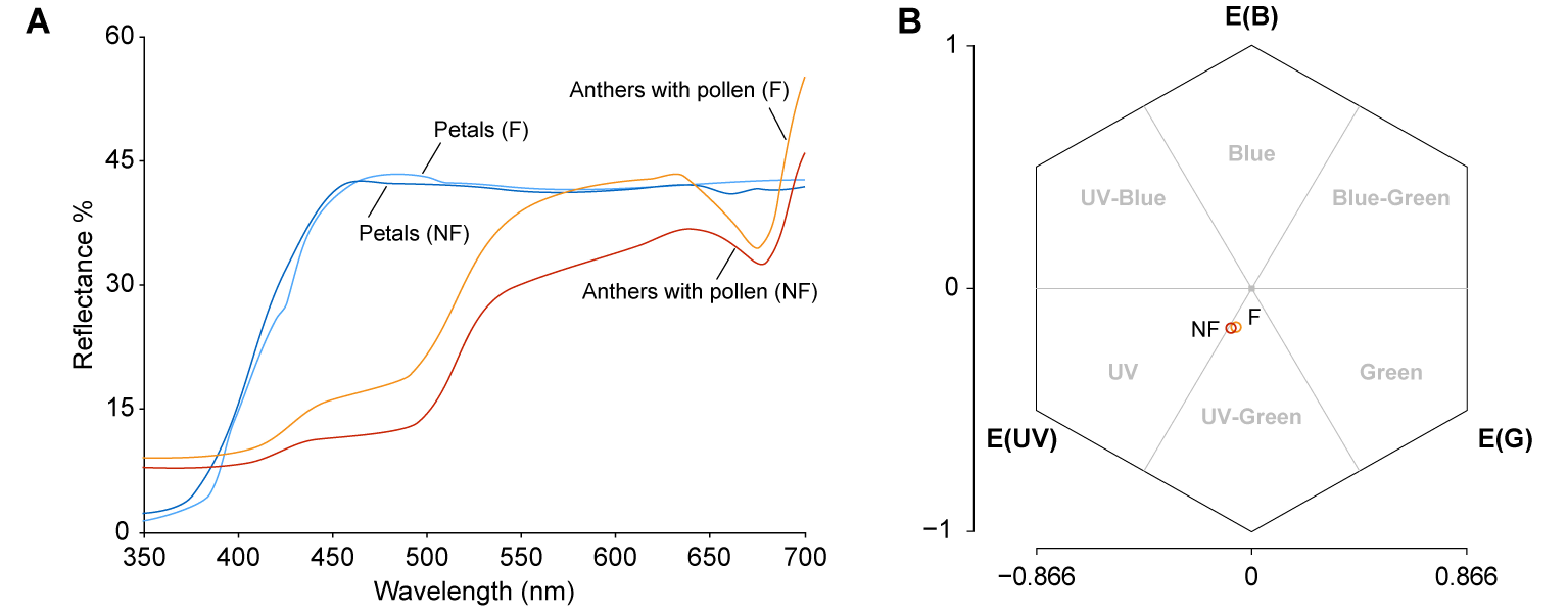 Figure 5. Reflectance characteristics of anthers with pollen and petals. (A) Diffuse reflectance spectra of anthers with pollen (red) and petals (blue) from flowers bearing non-fluorescent pollen (NF), and of anthers with pollen (orange) and petals (light blue) from flowers bearing fluorescent pollen (F). (B) Color loci of anthers with non-fluorescent pollen (red) and anthers with fluorescent pollen (orange) plotted in a bee color hexagon (Chittka 1992). E (UV), E (B), E (G): excitation of the UV-, blue-, and green-sensitive photoreceptors, respectively.