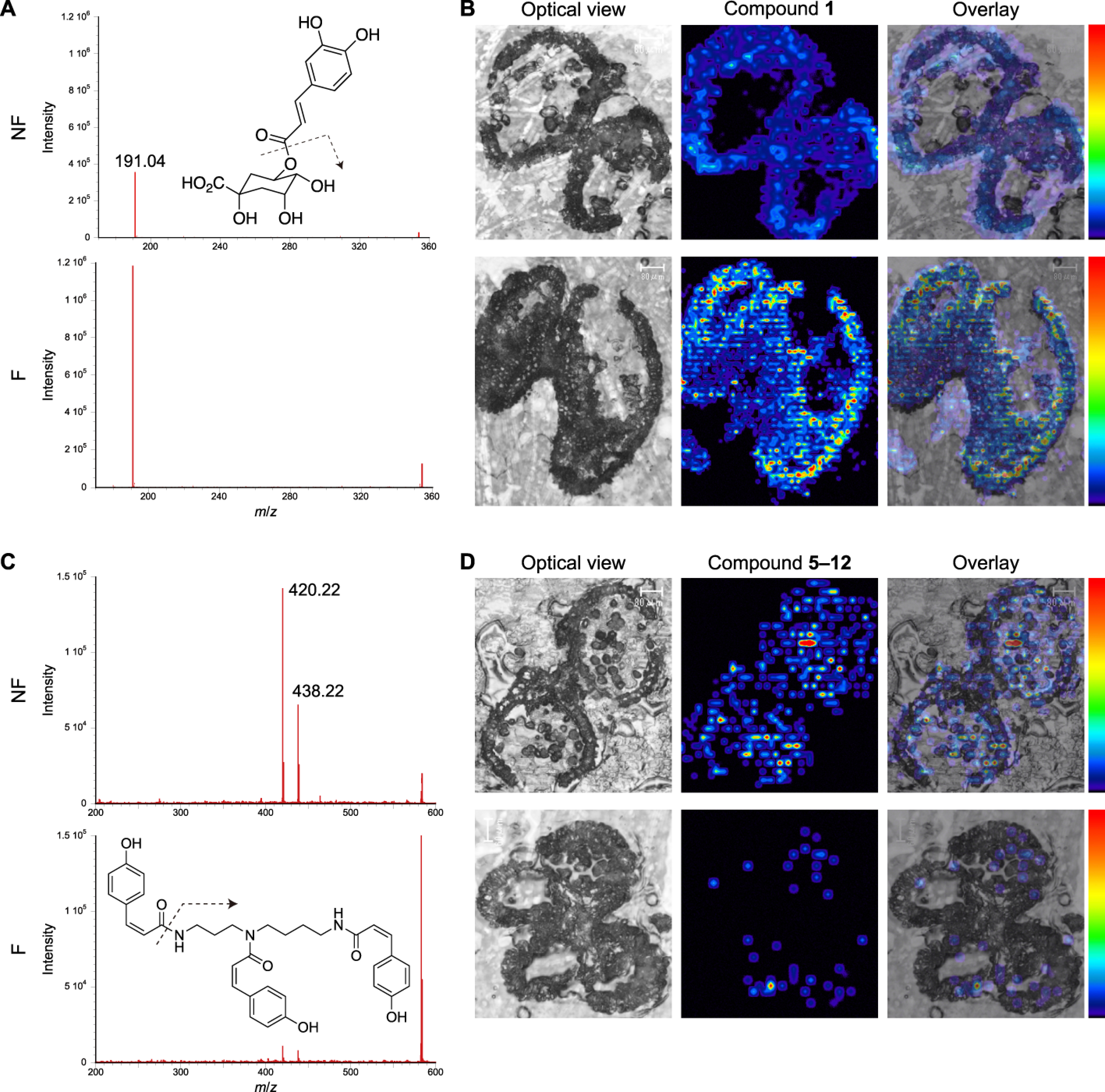 Figure 9. Distributions of compounds 1 and 5–12 in anthers and pollen at the bicellular pollen stage. (A) MS chromatograms and (B) distributions of 1 (m/z 191.04) in anthers with non-fluorescent pollen (NF; upper) and anthers with fluorescent pollen (F; lower), and (C, D) distributions of 5–12 (m/z 420.22; isomers not distinguished).