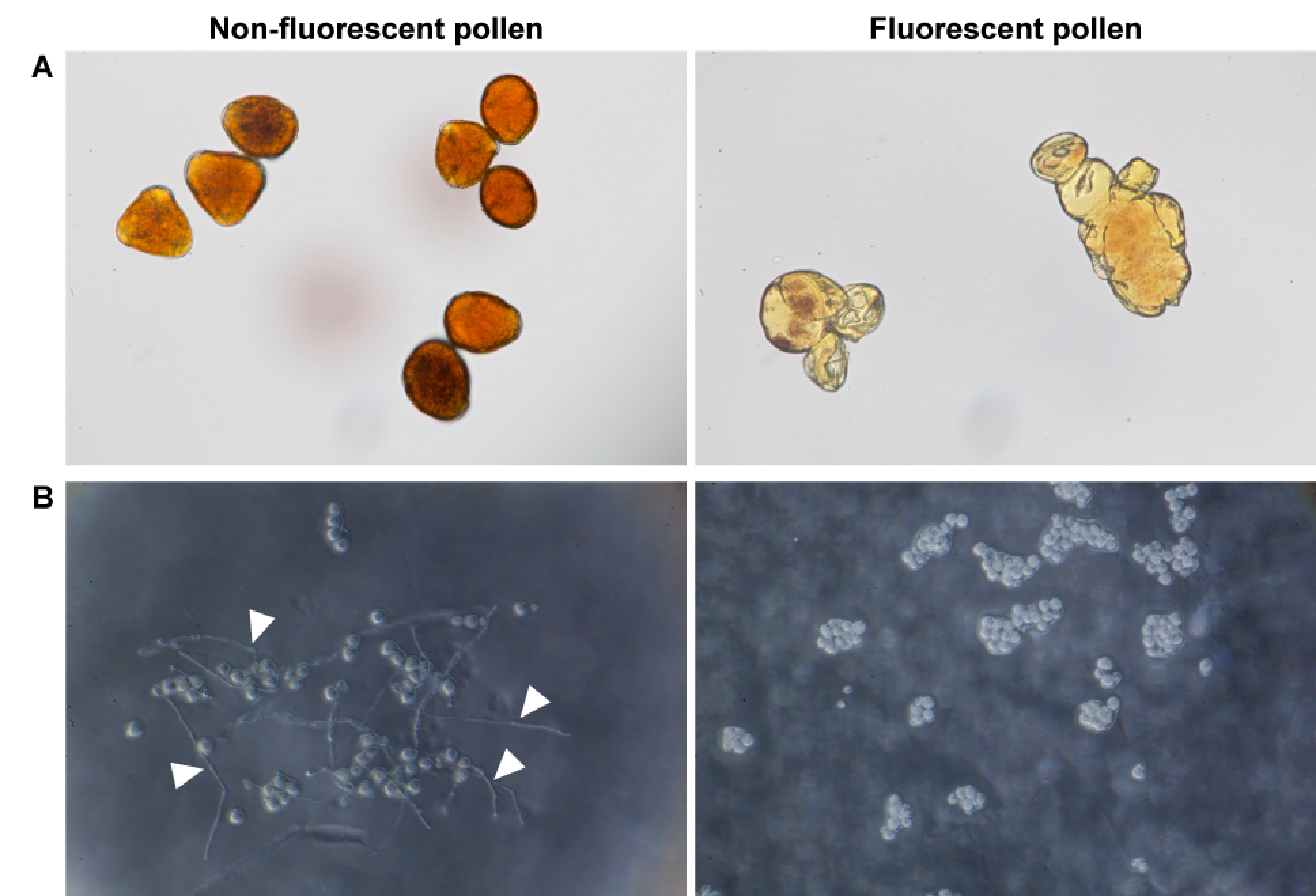 Figure 3. Viabilities of non-fluorescent pollen (left) and fluorescent pollen (right). (A) Pollen after 2 min cultivation in Lugol’s solution. (B) Pollen after 12 h cultivation on 1% agar medium with 15% sucrose and 0.01% boric acid. Arrowheads indicate pollen tubes.