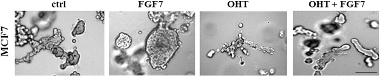 Supplementary data, Figure 1