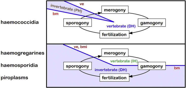 Fig. 5