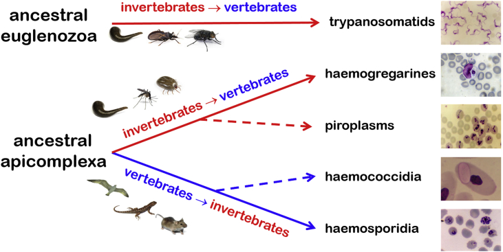 Fig. 10