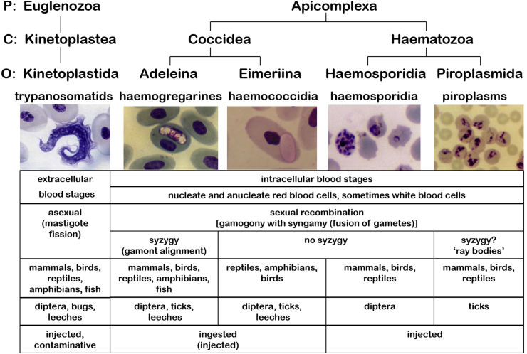 Fig. 1