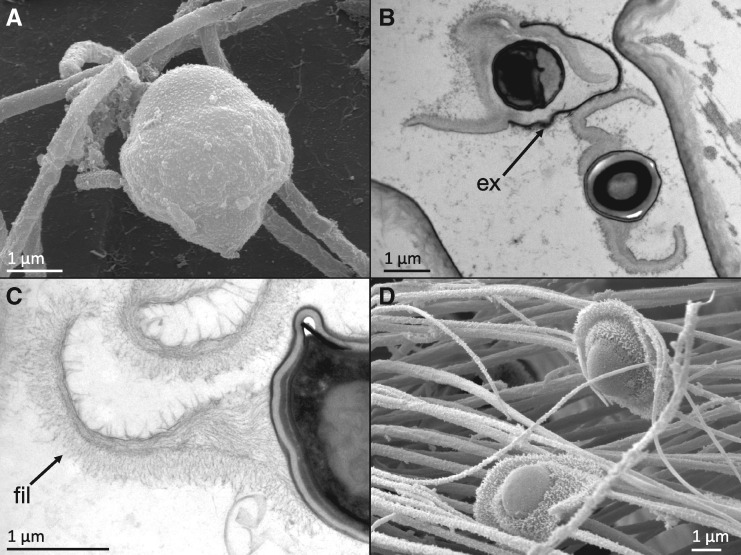 Fig. 5.