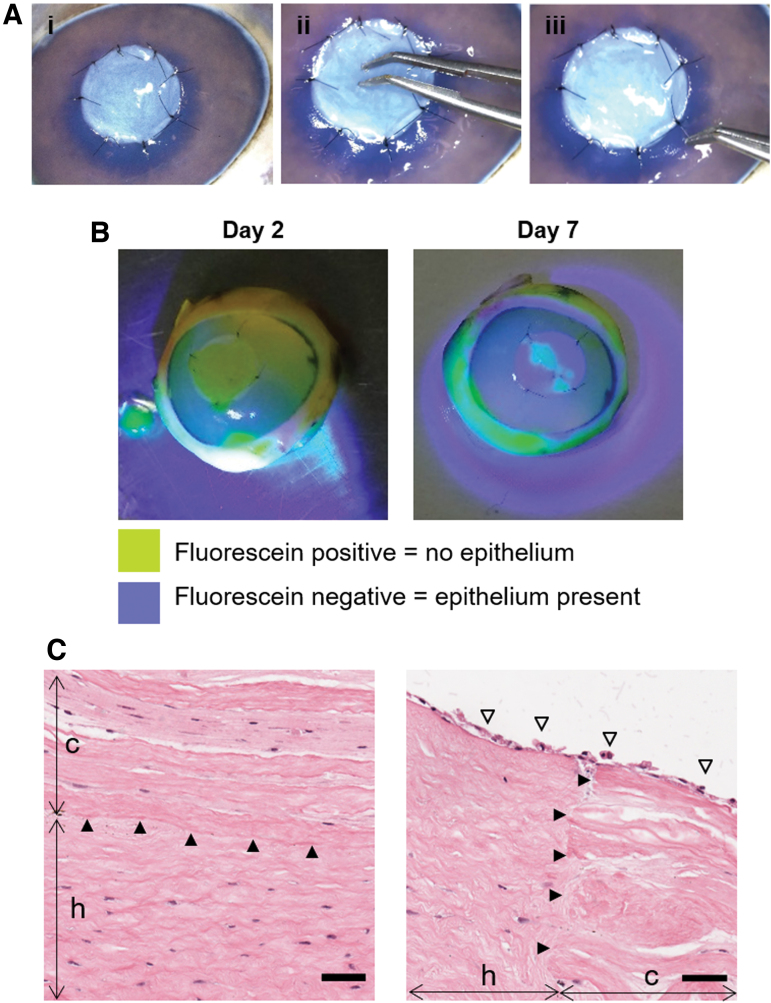 FIG. 8.