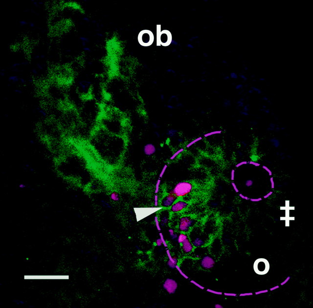 Fig. 3.