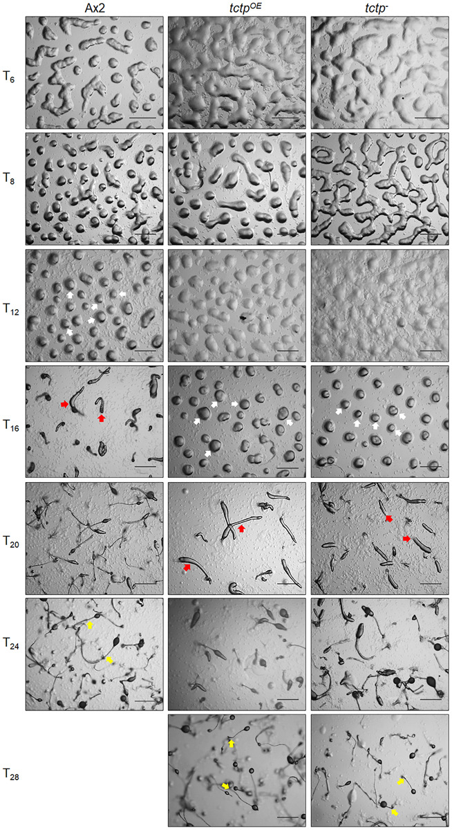 FIGURE 4