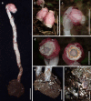 Fig. 3