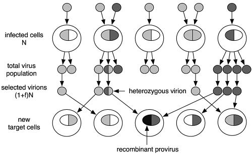 FIG. 1.