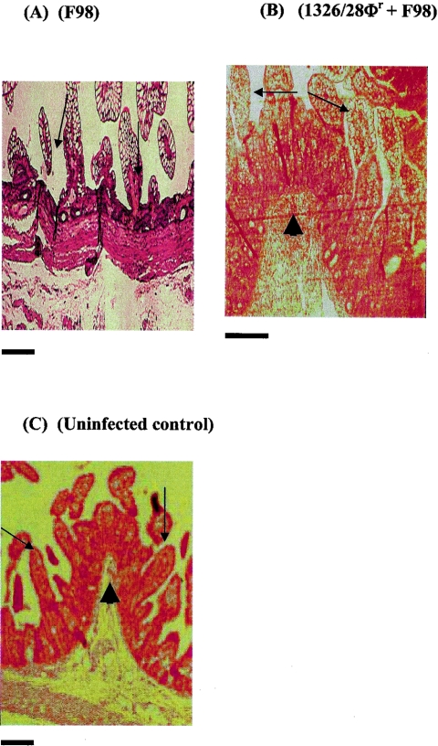 FIG. 6.