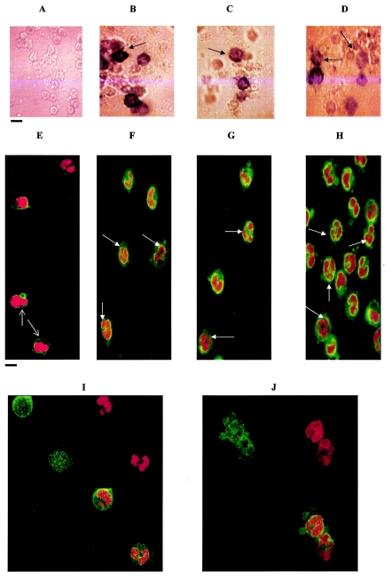 FIG.3.