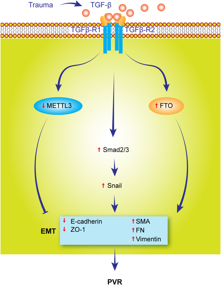 Fig. 6