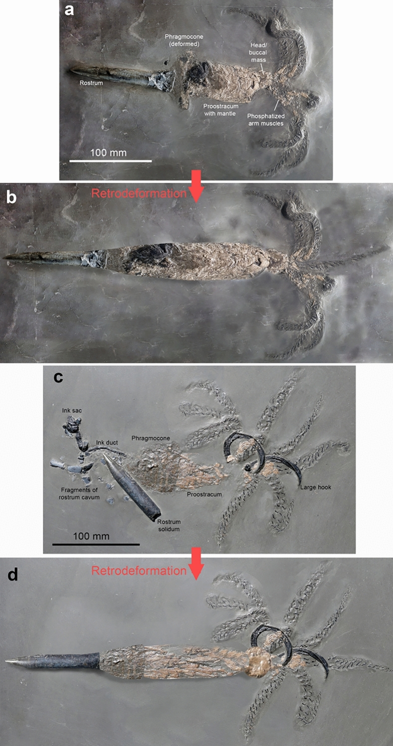 Fig. 1