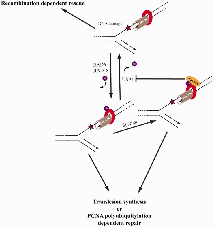 Figure
6.