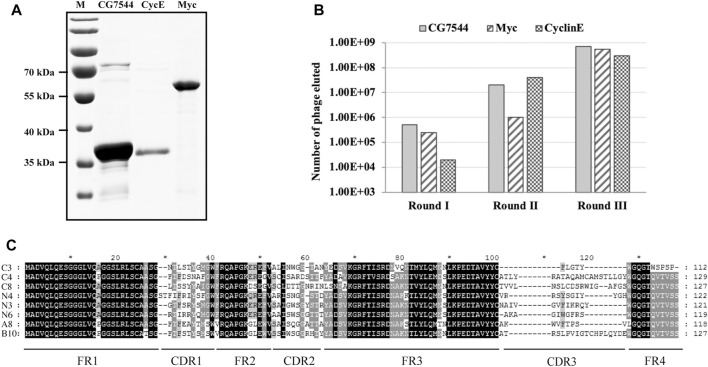 FIGURE 2