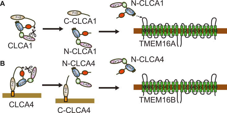 Figure 3