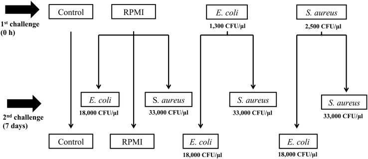 FIGURE 1