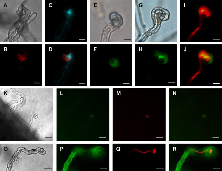 Figure 4