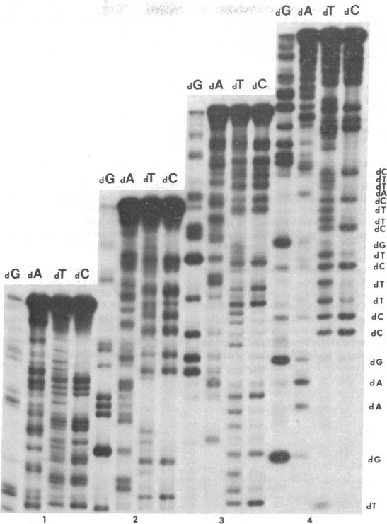 graphic file with name pnas00026-0179-a.jpg