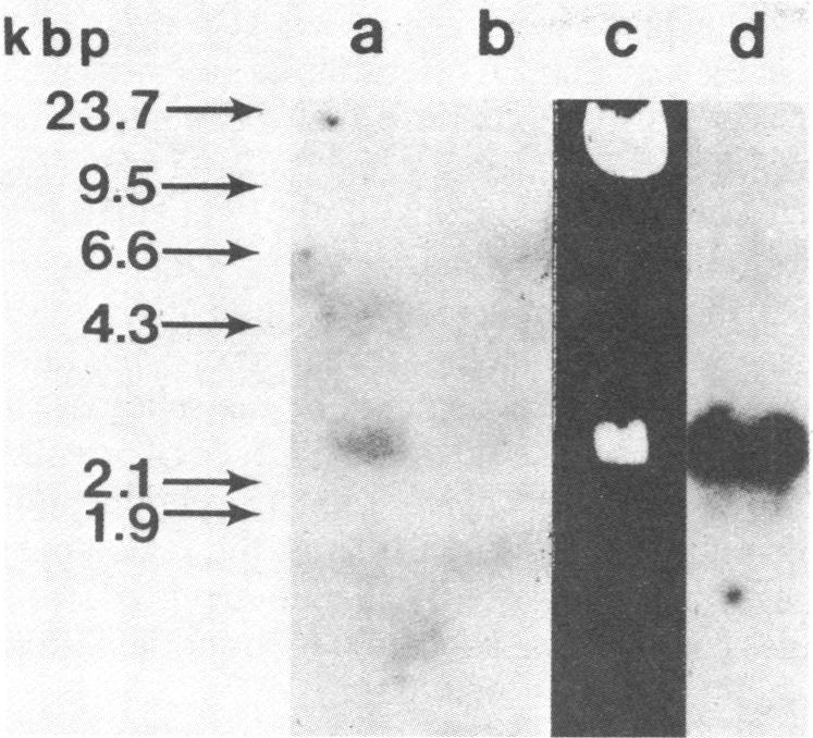 graphic file with name pnas00456-0097-a.jpg