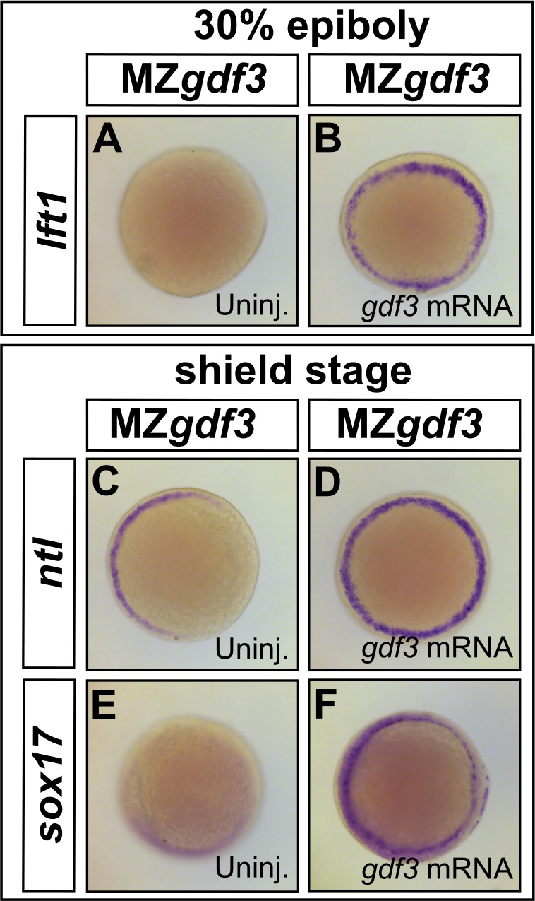 Figure 2—figure supplement 1.