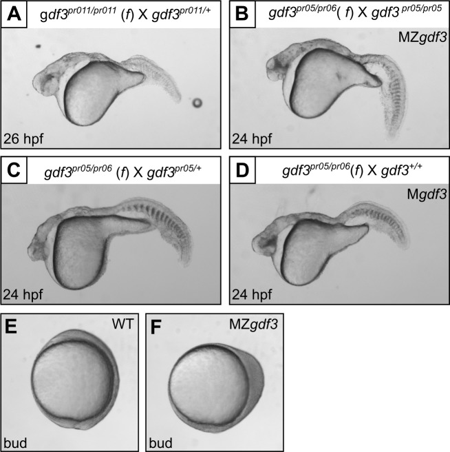 Figure 1—figure supplement 2.