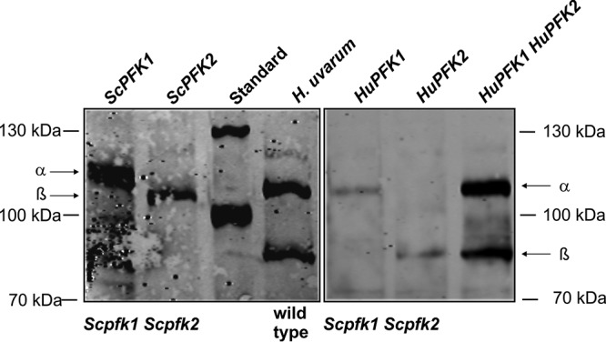 FIG 6