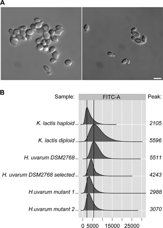 FIG 1