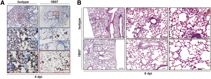 Figure 5