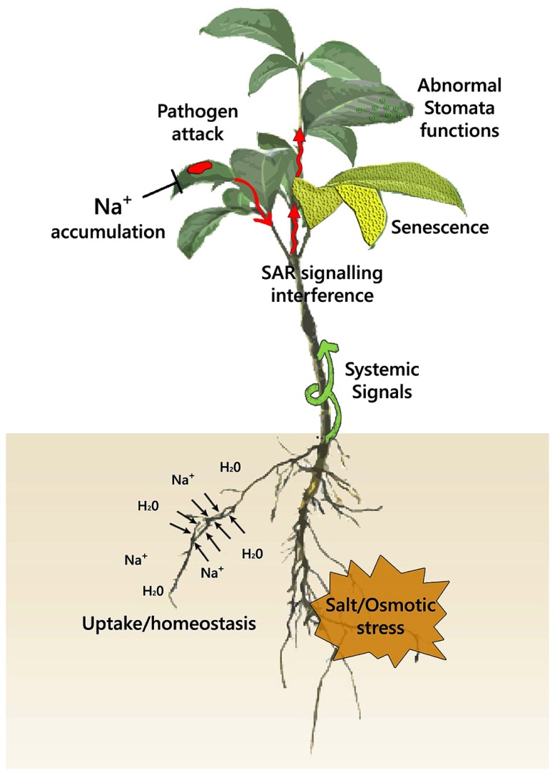 FIGURE 2