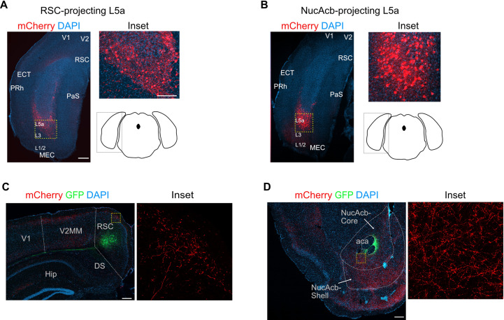 Figure 3—figure supplement 1.