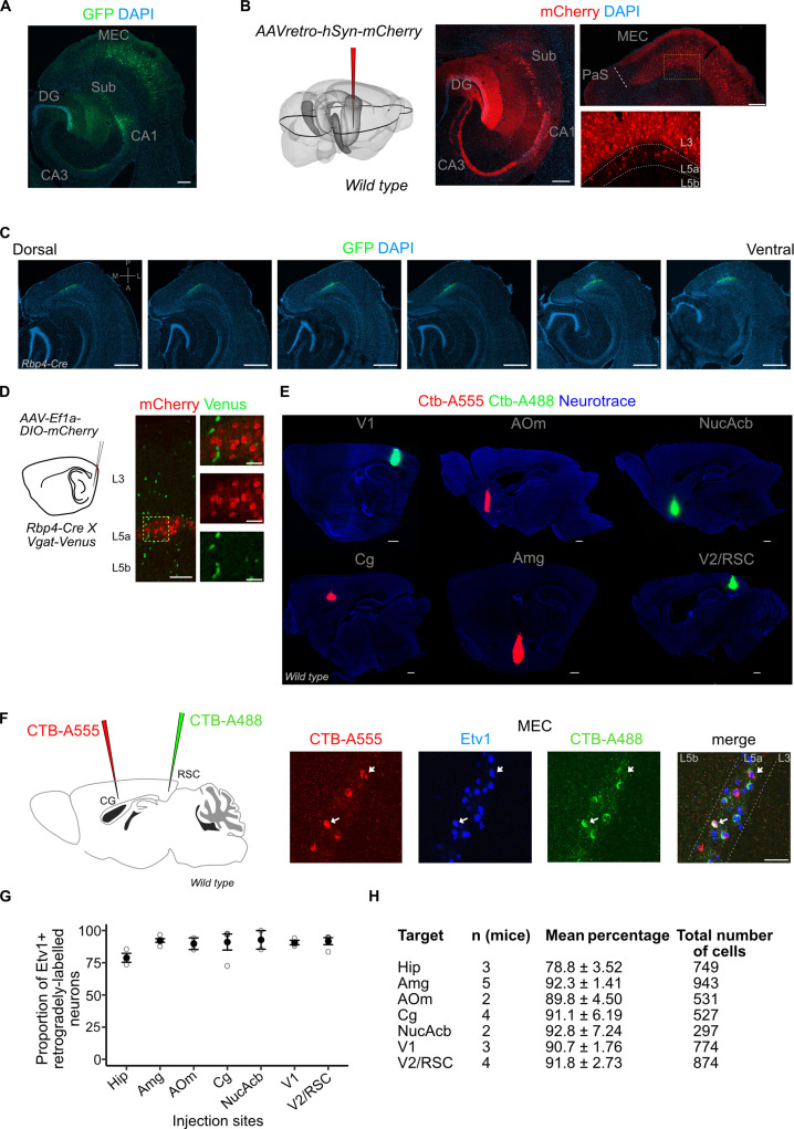 Figure 1—figure supplement 1.