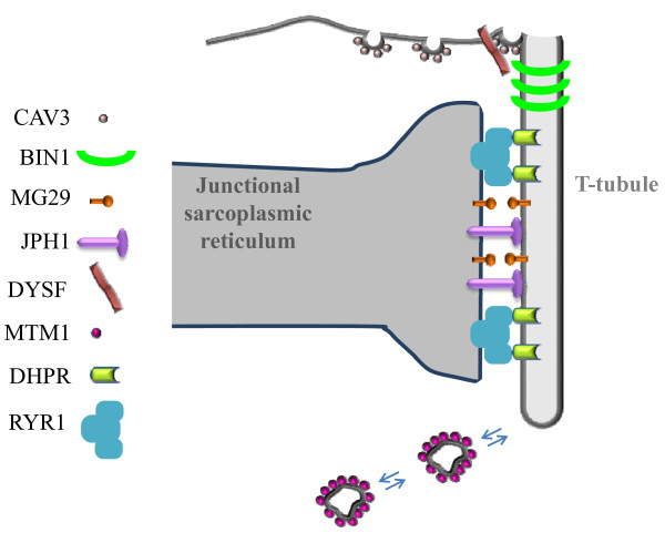 T-tubule biogenesis and triad formation in skeletal muscle and ...