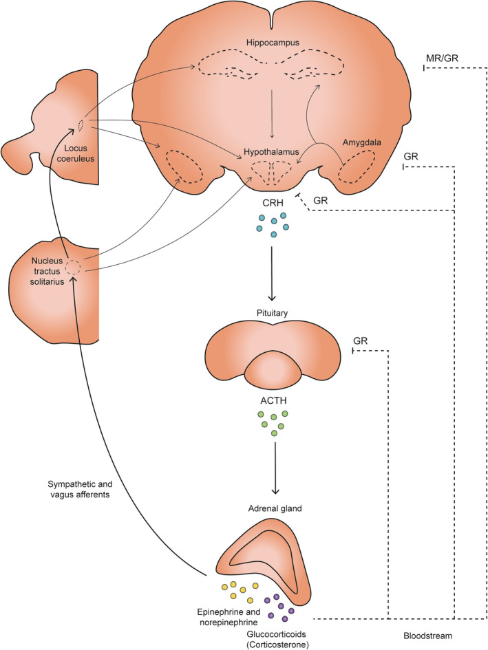 FIGURE 1