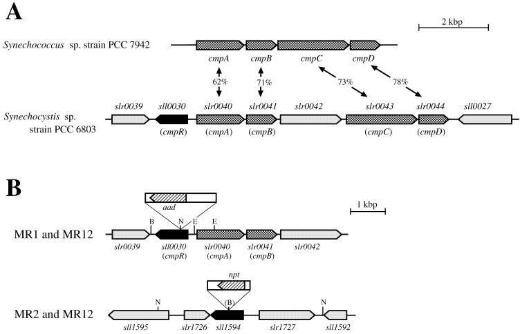 FIG. 1