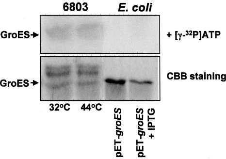 Figure 4.