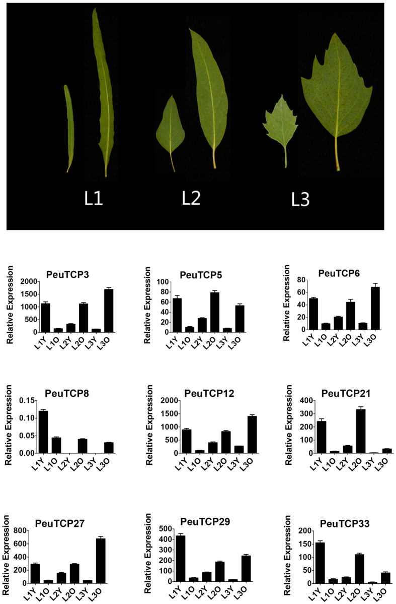 Figure 5