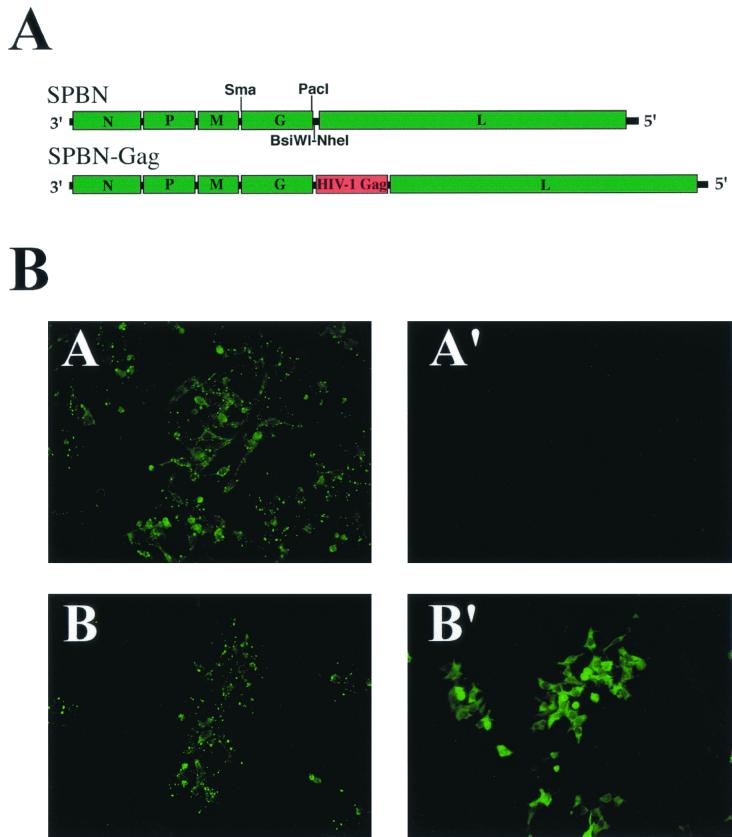 FIG. 1