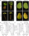 Fig. 8