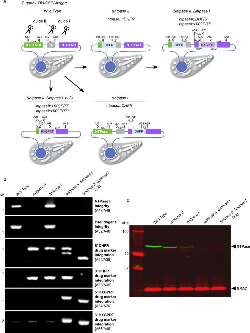 FIG 3