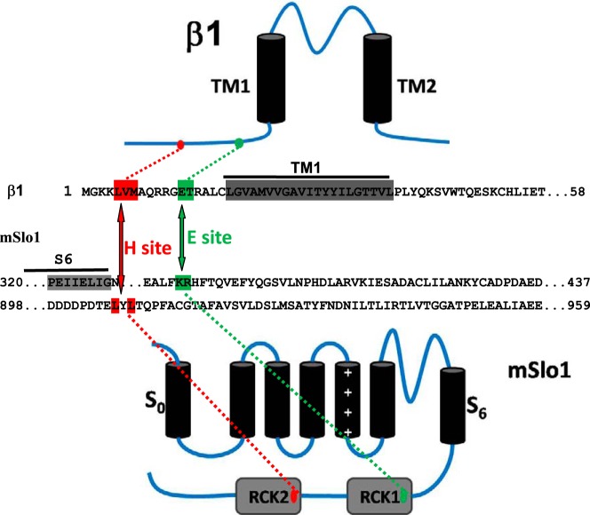 FIGURE 1.