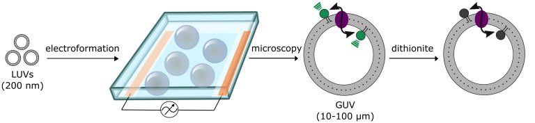 graphic file with name BioProtoc-12-06-4366-ga001.jpg