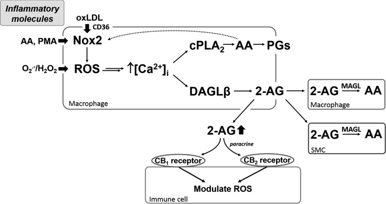 Fig. 11.