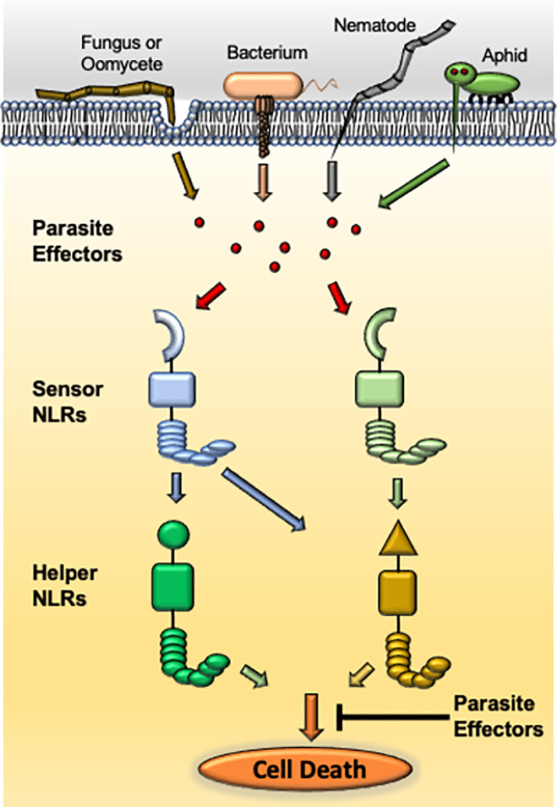 Fig 1