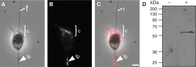 Fig. 3.