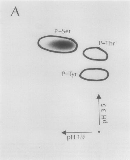 Fig. 3A