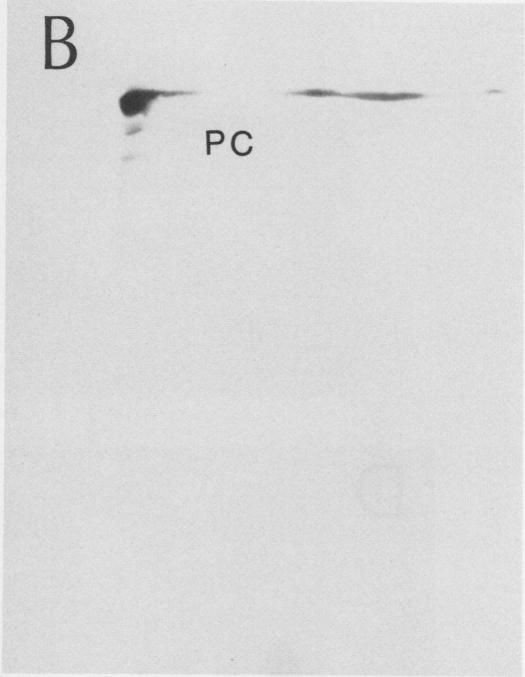 Fig. 2B