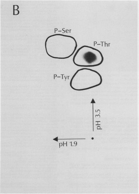 Fig. 3B