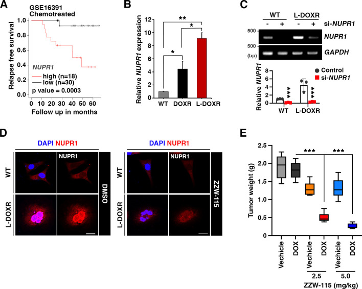 Figure 4—figure supplement 1.